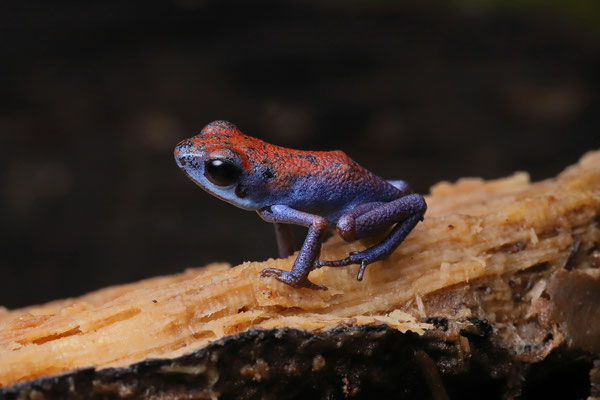 Strawberry Poison Dart Frog (Oophaga pumilio) "Escudo"