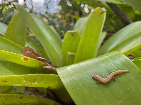 Northern Banana Salamander (Bolitoglossa rufescens) proved to be quite common in bromeliads.
