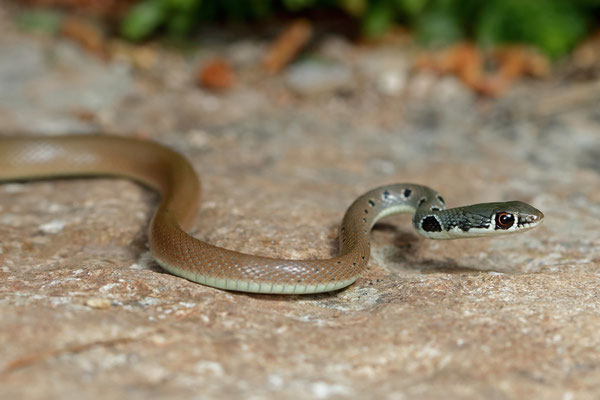 Dahl's Whip Snake (Platyceps najadum)