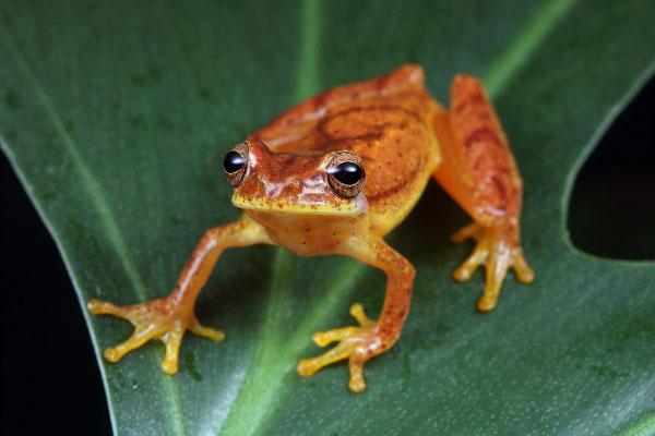 Small-headed Treefrog (Dendropsophus microcephalus)