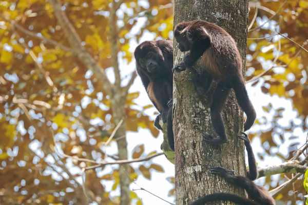 Mantled Howlers (Alouatta palliata)