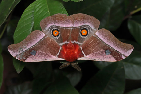 Cabbage Tree Emperor (Bunaea alcinoe)