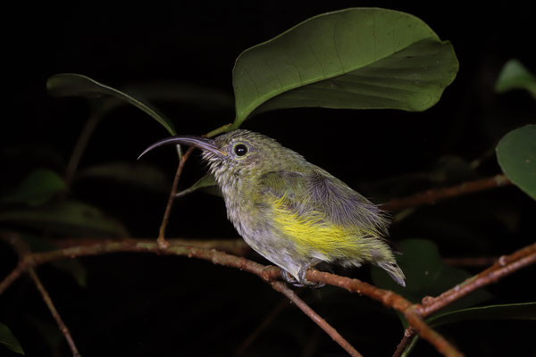 Souimanga Sunbird (Cinnyris sovimanga)