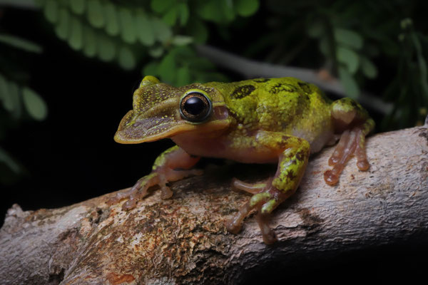 Yucatán Shovel-headed Treefrog (Triprion petasatus)