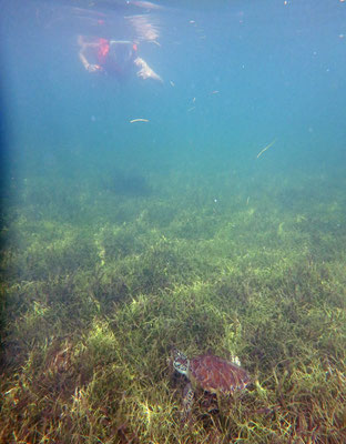 Laura and Green Sea Turtle (Chelonia mydas)