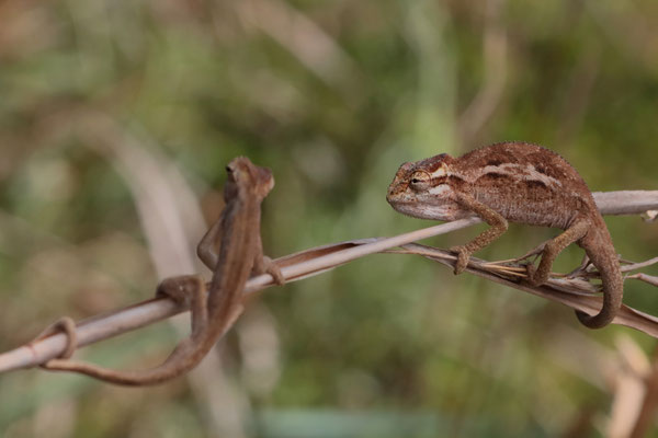 Kentani Dwarf Chameleons (Bradypodion kentanicum)
