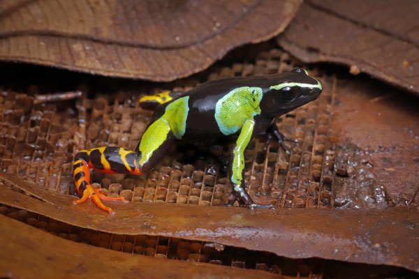 Baron's Mantella (Mantella baroni)