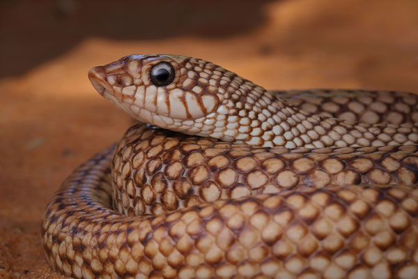 Second individual of Speckled Hognose Snake (Leioheterodon geayi)