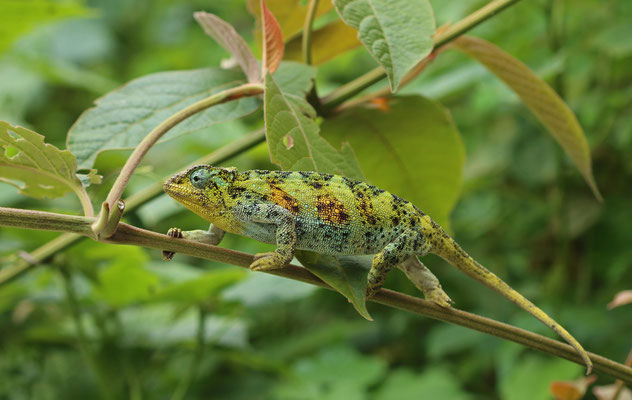 Rwenzori Three-horned Chameleon (Trioceros johnstoni) female