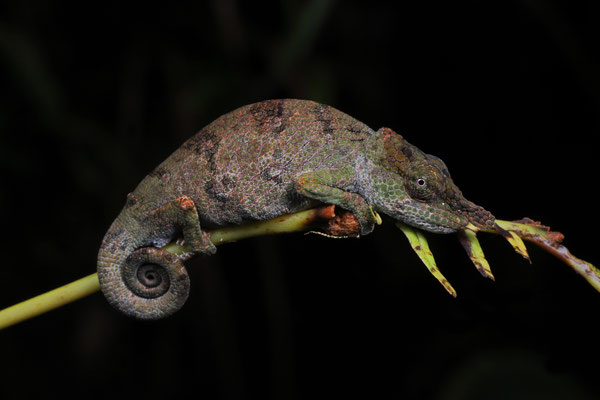 Angozongahy Nosed Chameleon (Calumma emelinae)