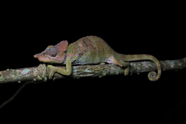 Southern Highlands One-horned Chameleon (Kinyongia msuyae) adult male
