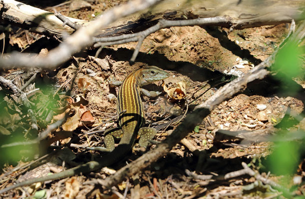 Blackbelly Racerunner (Aspidoscelis deppii)