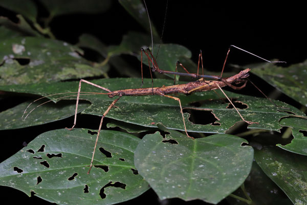 Mating stick insects.