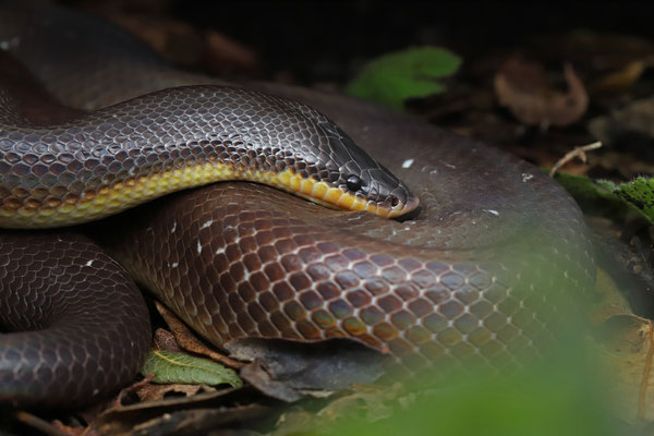 Burrowing Python (Loxocemus bicolor)