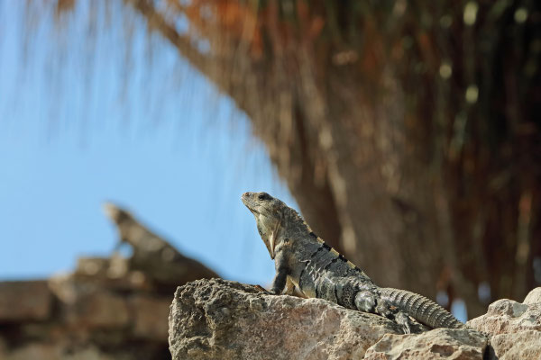 Unbelievably common at these ruins, Black Spiny-tailed Iguanas (Ctenosaura similis).