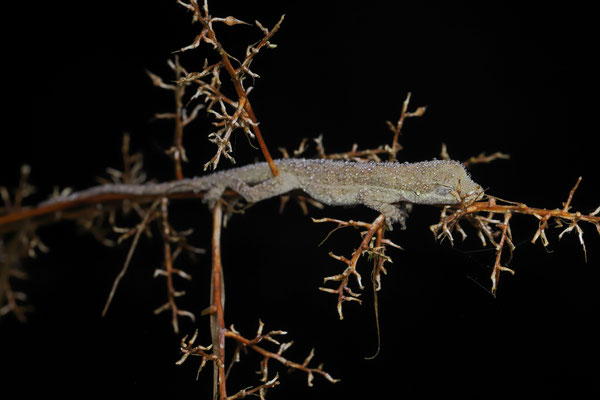 Highland Anole (Anolis altae)