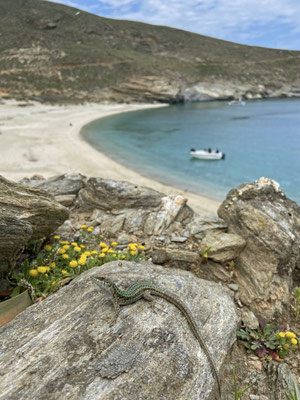 Erhard's Wall Lizard (Podarcis erhardii) also desperately trying to get some sun at the beach. 