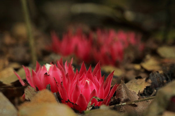 A parasitic plant (Thonningia sanguinea) that is commonly found on the forest floor. 