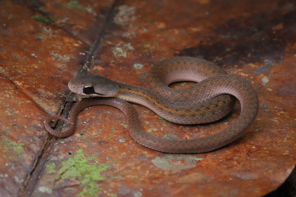Forest Water Snake (Thamnosophis infrasignatus) 