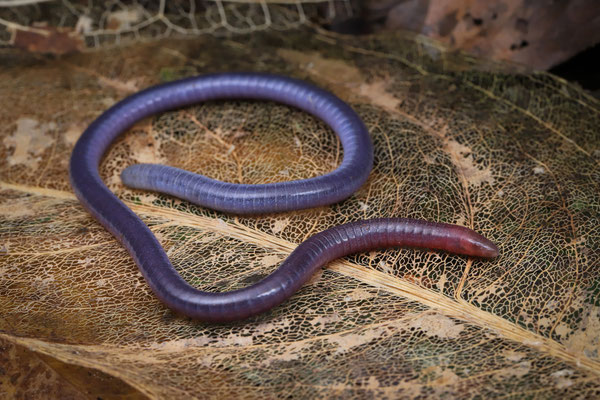 Usambara Bluish-grey Caecilian (Boulengerula boulengeri)