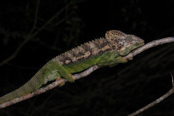 Massive Warty Chameleon (Furcifer verrucosus) 