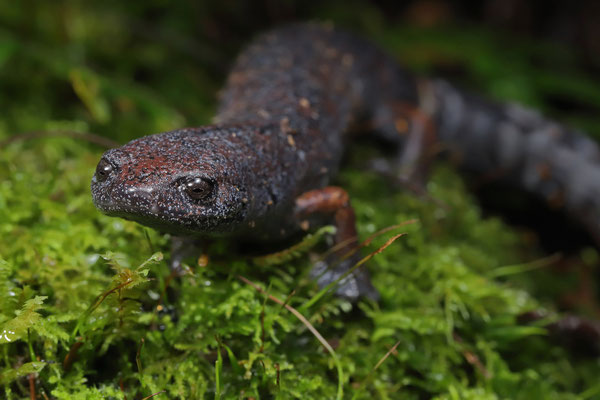 Ring-tailed Webfoot Salamander (Bolitoglossa robusta)