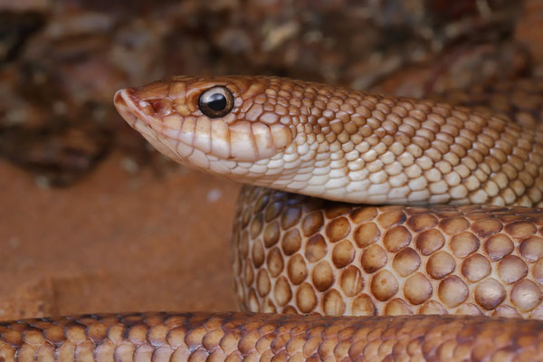 Speckled Hognose Snake (Leioheterodon geayi)