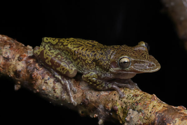 Just after an intense rainshower, we finally found a Mexican Shovel-headed Treefrog (Triprion spatulatus) becoming active.