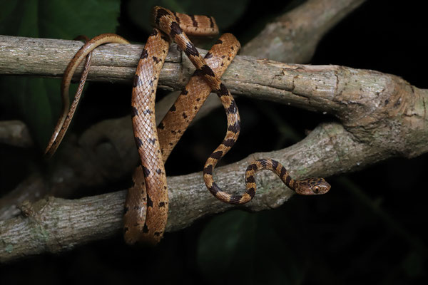 Central American Blunt-headed Tree Snake (Imantodes gemmistratus)