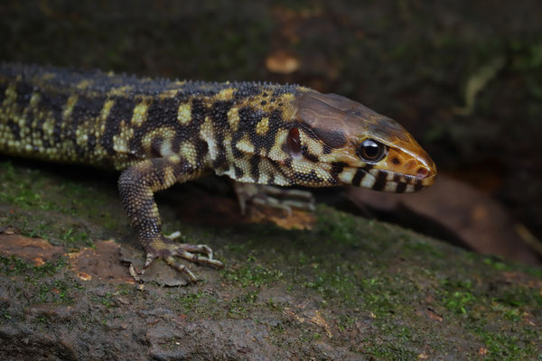 Smith's Tropical Night Lizard (Lepidophyma smithii)