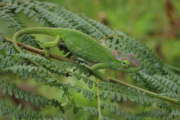 Kilimanjaro Two-horned Chameleon (Kinyongia tavetana) female