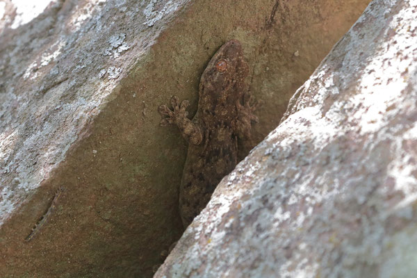 Wahlberg's Velvet Gecko (Homopholis wahlbergii)