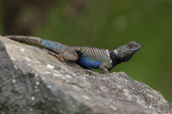 Central Cleft Lizard (Sceloporus mucronatus) male displaying its bright blue underside.