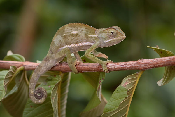 Flap-necked Chameleon (Chamaeleo dilepis) 