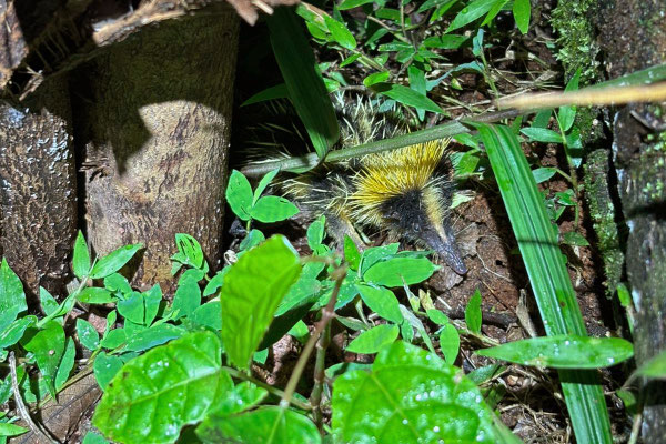 One of the three Streaked Tenrec (Hemicentetes semispinosus) we saw.