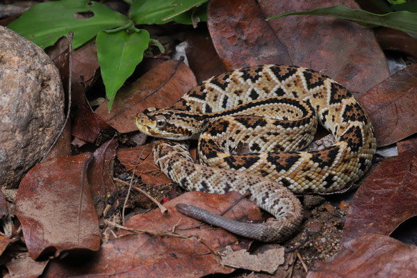 Nortwestern Neotropical Rattlesnake (Crotalus culminatus)