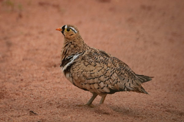 Black-faced Sandgrouse (Pterocles decoratus)