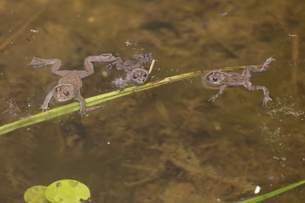 Yellow-bellied Toads (Bombina variegata) can be quite common in places.