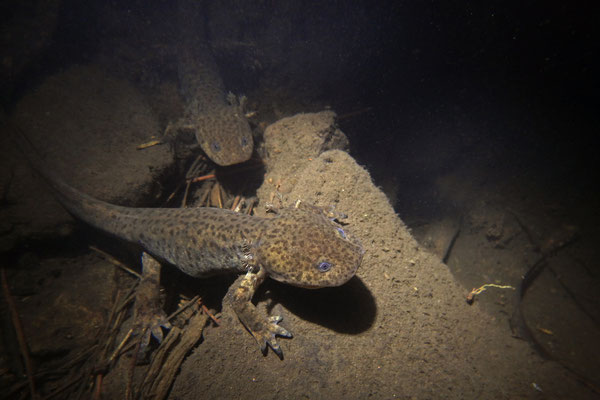 Leora's Stream Salamander (Ambystoma (altamirani) leorae) 