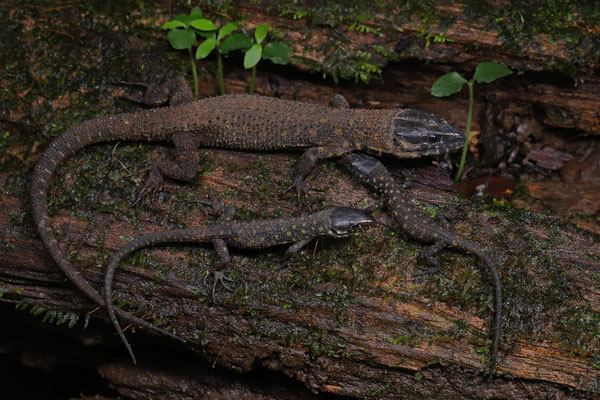 Yellow-spotted Tropical Night Lizards (Lepidophyma flavimaculatum) are known to live communally and it is not uncommon to find entire families underneath logs. 