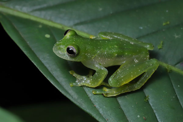 Dusty Glass Frog (Teratohyla pulverata) 