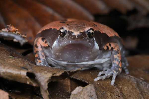 Sheep Frog (Hypopachus variolosus) female