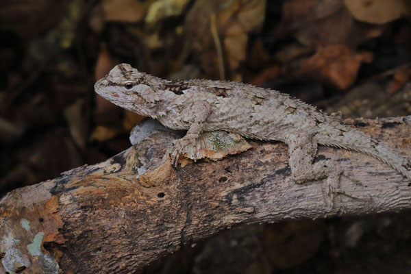 Also this female Black-nosed Spiny Lizard (Sceloporus melanorhinus) was on the search for a place to lay her eggs.