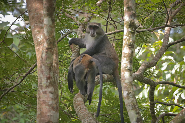 Diademed Monkey (Cercopithecus mitis)