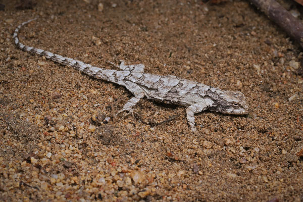 During a full moon we observed several female lizards still active at night, such as this Tropical Tree Lizard (Urosaurus bicarinatus).