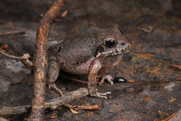 Natal Sand Frog (Tomopterna natalensis)