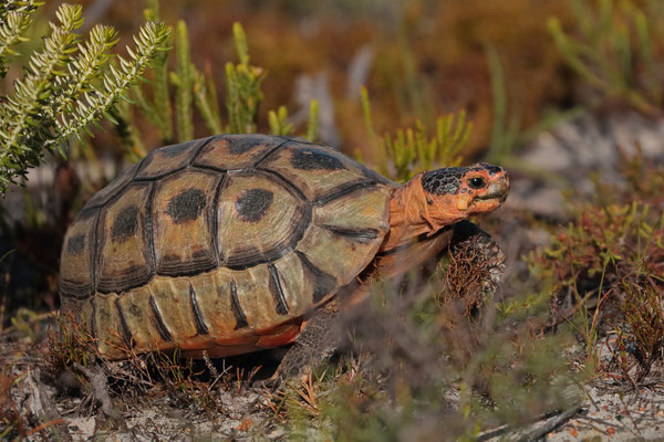 Angulate Tortoise (Chersina angulata)