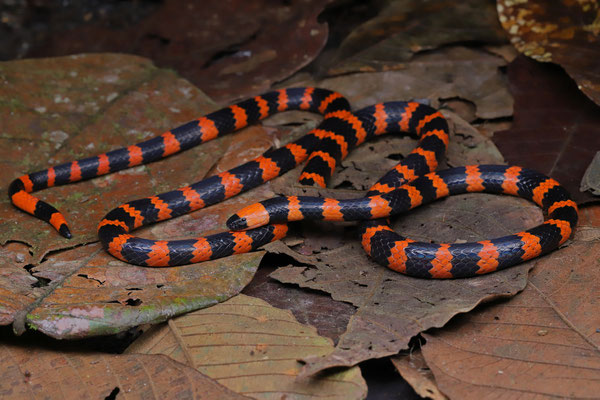 Bicoloured Coralsnake (Micrurus multifasciatus) 