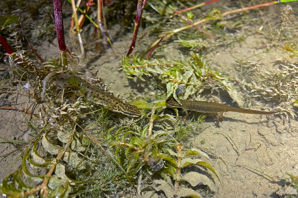 Common Newts (Lissotriton vulgaris) courtship