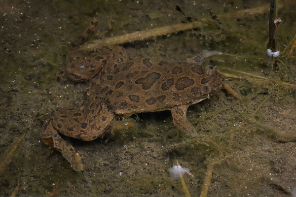 Müller's Platanna (Xenopus muelleri) 